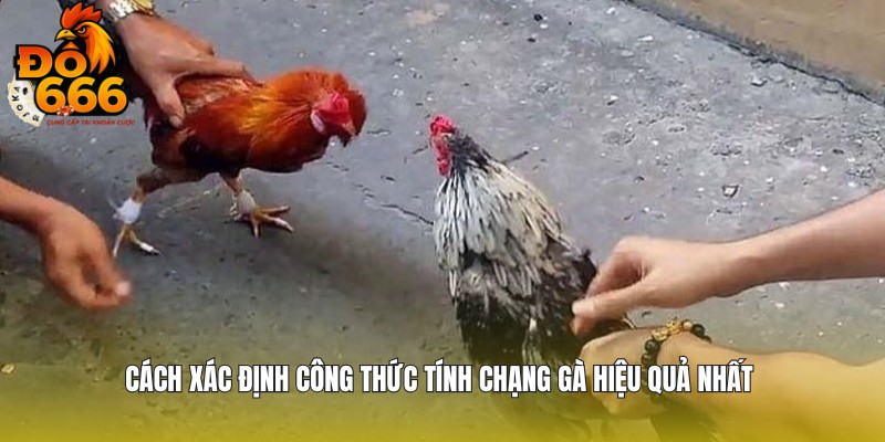 Cách xác định chạng gà hiệu quả nhất