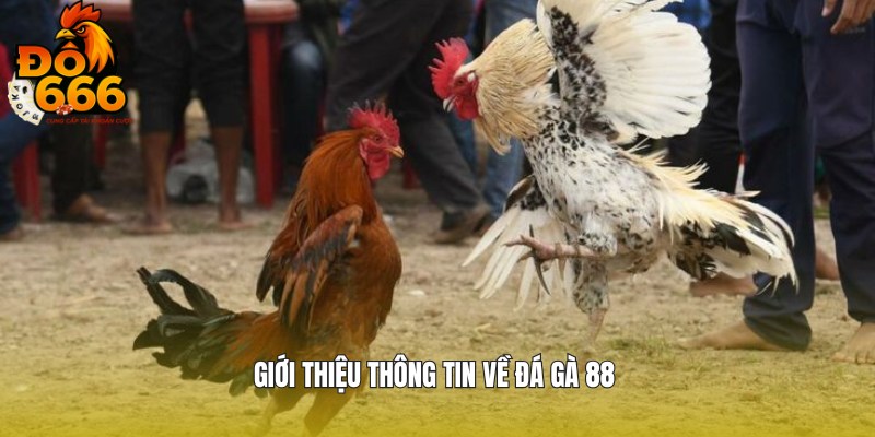 Chia sẻ thông tin về đá gà 88