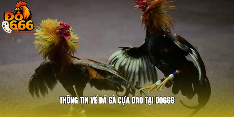 Chia sẻ thông tin về đá gà cựa dao