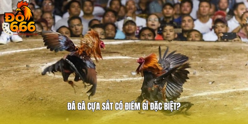 Chia sẻ thông tin về đá gà cựa sắt DO666