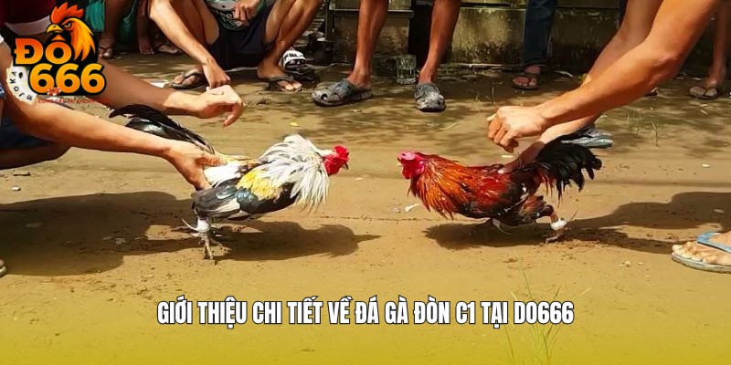 Chia sẻ thông tin về đá gà đòn C1