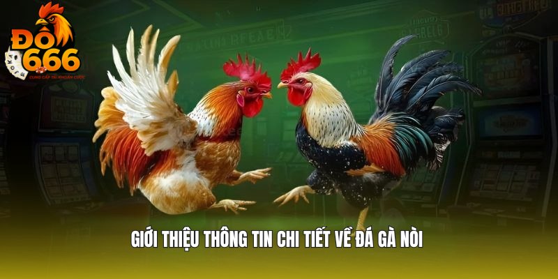 Chia sẻ thông tin về đá gà nòi