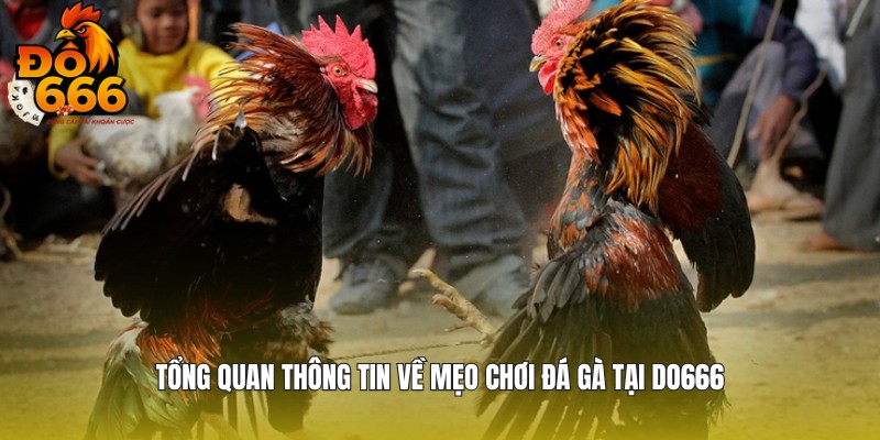 Chia sẻ thông tin về trò chơi đá gà tại DO666
