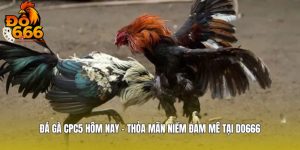 Đá Gà CPC5 Hôm Nay - Thỏa Mãn Niềm Đam Mê Tại DO666