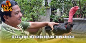 Đá Gà Cựa Dao - Trải Nghiệm Đỉnh Cao Tại Nhà Cái DO666