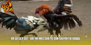 Đá Gà Cựa Sắt - Bật Mí Mẹo Chơi Từ Dân Chuyên Tại DO666