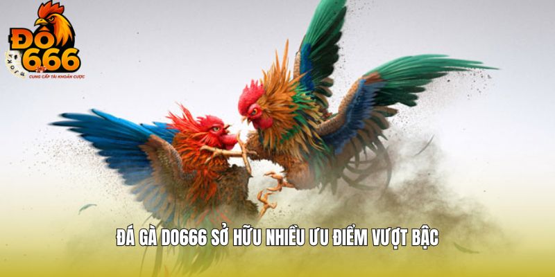 Đá gà DO666 sở hữu nhiều ưu điểm vượt bậc