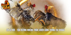 Đá Gà Nòi - Tận Hưởng Những Trận Chiến Căng Thẳng Tại DO666