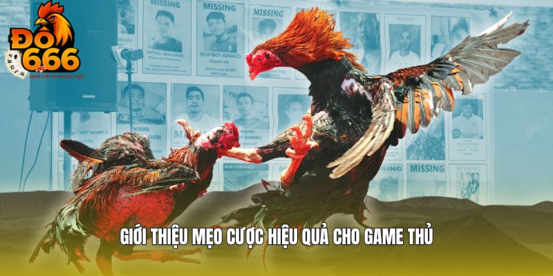 Giới thiệu mẹo cược hiệu quả cho game thủ