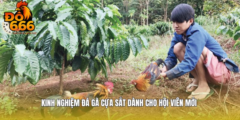 Kinh nghiệm chơi từ cao thủ chuyên nghiệp