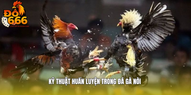 Kỹ thuật nuôi gà nòi từ chuyên gia