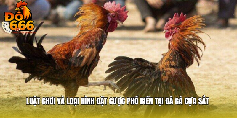 Luật tham gia và các ô đặt cược