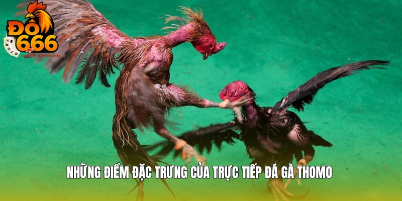 Những nét đặc trưng trong đá gà Thomo