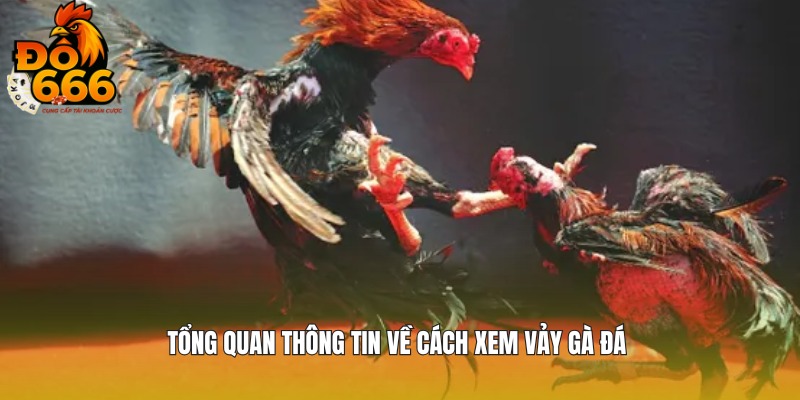 Thông tin chi tiết về cách xem vảy gà đá