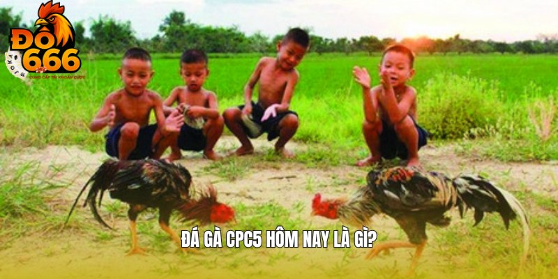 Thông tin chi tiết về đá gà CPC5 hôm nay