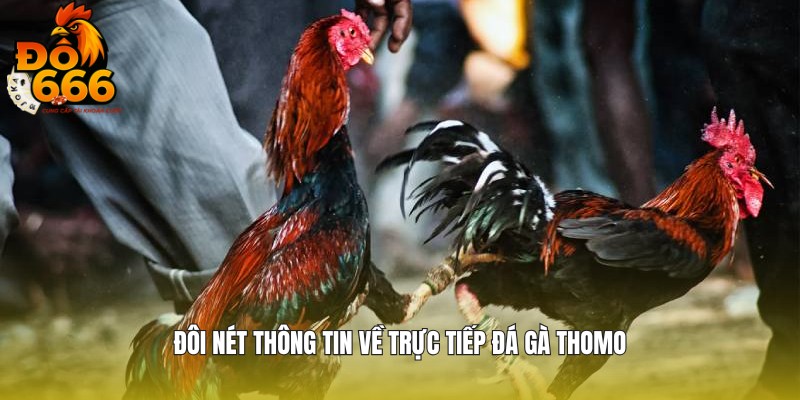 Thông tin chi tiết về trực tiếp đá gà Thomo