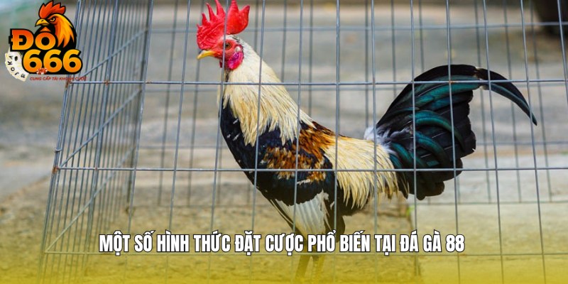 Tổng hợp các cửa cược phổ biến