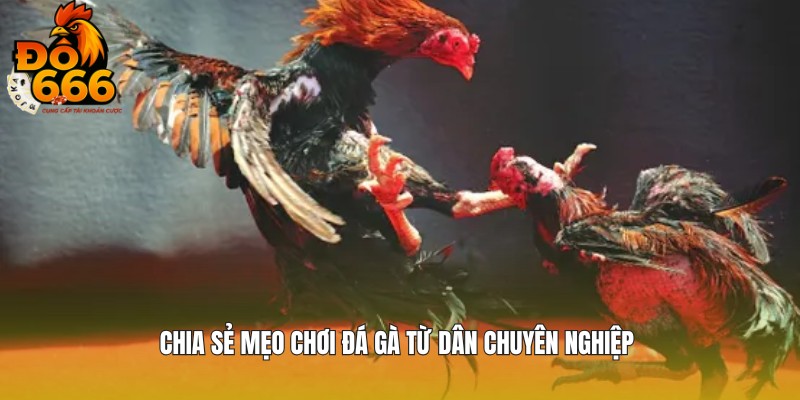 Top những mẹo chơi đá gà cho tân binh mới tại DO666