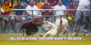 Trực Tiếp Đá Gà Thomo - Chia Sẻ Kinh Nghiệm Từ Dân Chuyên